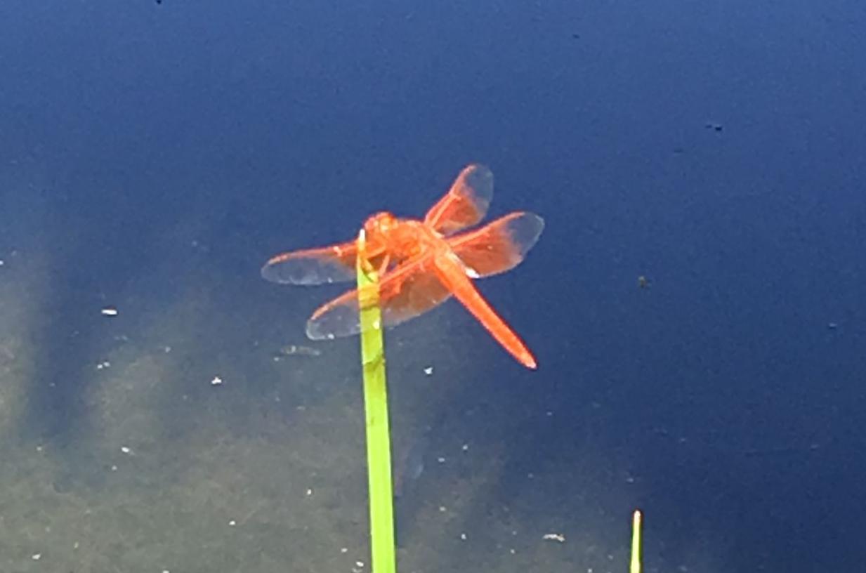 Dragonfly at Agua Caliente Park
